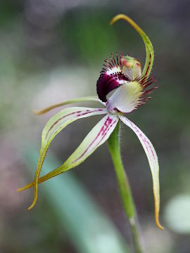 Caladenia hoffmanii
