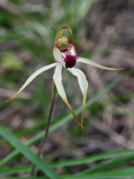 Caladenia hoffmanii