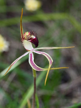 Caladenia hoffmanii