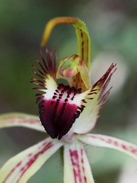 Caladenia hoffmanii