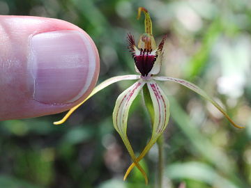 Caladenia hoffmanii