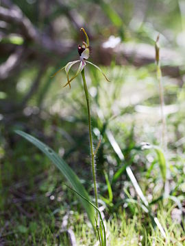 Caladenia hoffmanii