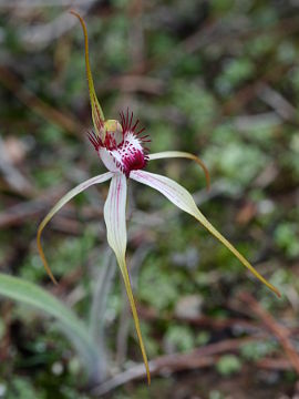 Caladenia hoffmanii × Caladenia longicauda
