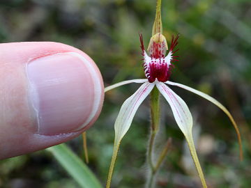Caladenia hoffmanii × Caladenia longicauda