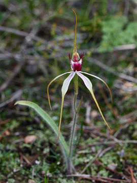 Caladenia hoffmanii × Caladenia longicauda