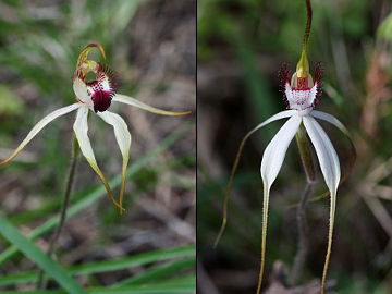 Caladenia hoffmanii × Caladenia longicauda