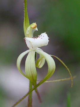 Caladenia hopperiana