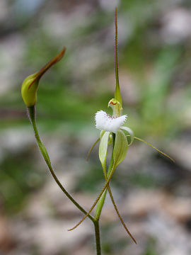 Caladenia hopperiana