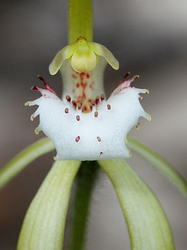 Caladenia hopperiana
