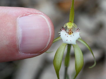 Caladenia hopperiana
