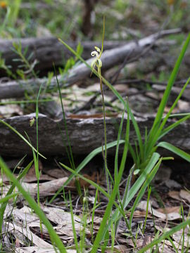 Caladenia hopperiana