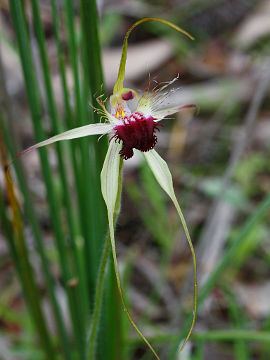Caladenia huegelii