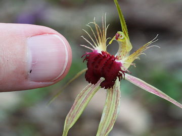 Caladenia huegelii