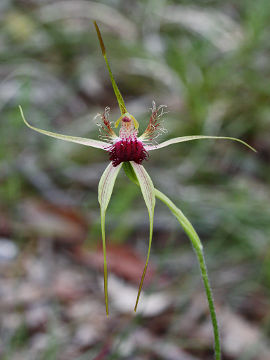 Caladenia huegelii