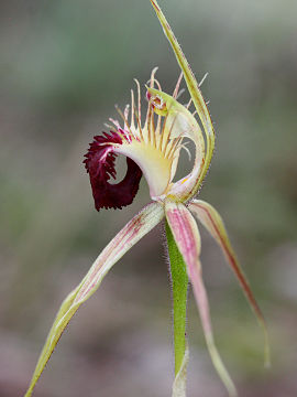 Caladenia huegelii