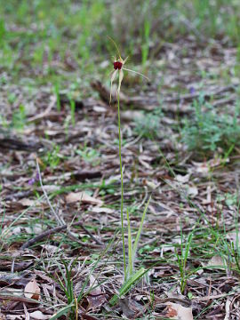 Caladenia huegelii