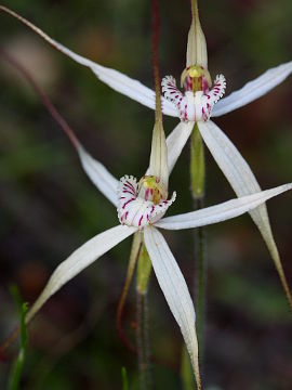 Caladenia incensa