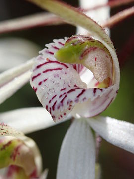 Caladenia incensa