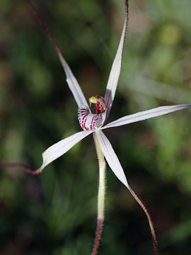 Caladenia incensa