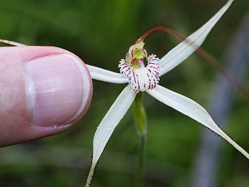 Caladenia incensa