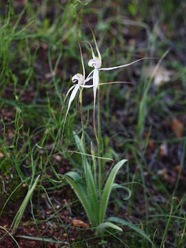 Caladenia incensa