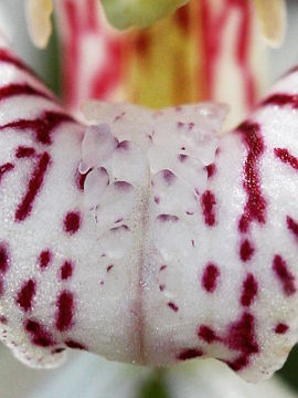 Caladenia incensa