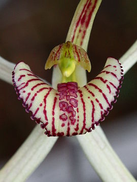 Caladenia incensa × Caladenia roei