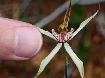 Caladenia incensa × Caladenia roei