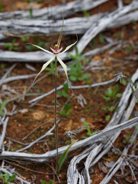Caladenia incensa × Caladenia roei