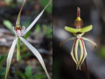 Caladenia incensa × Caladenia roei