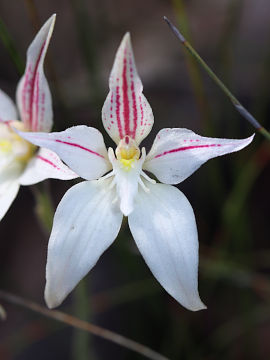 Caladenia lateritica