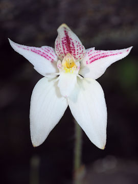 Caladenia lateritica
