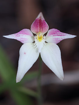 Caladenia lateritica