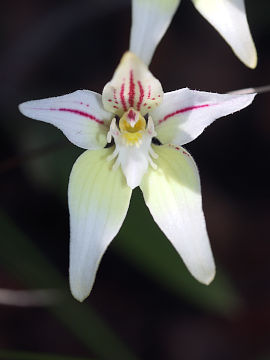 Caladenia lateritica