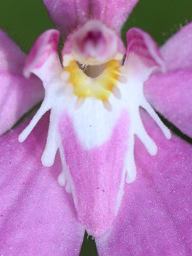 Caladenia latifolia