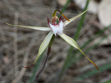 Caladenia leucochila