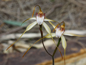 Caladenia leucochila
