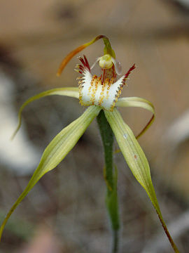 Caladenia leucochila