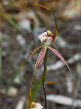 Caladenia leucochila