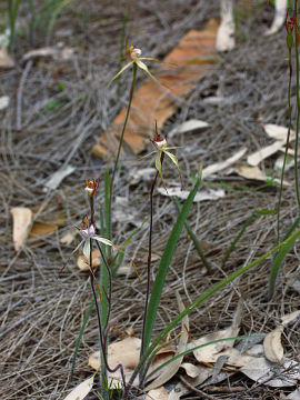 Caladenia leucochila