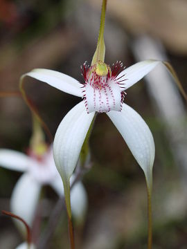 Caladenia longicauda