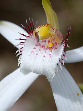 Caladenia longicauda