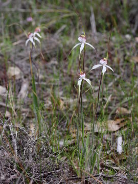Caladenia longicauda