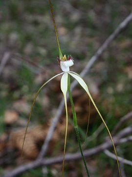 Caladenia longicauda
