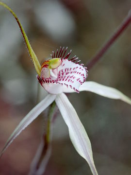 Caladenia longicauda