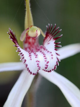 Caladenia longicauda
