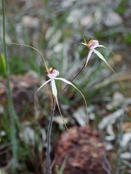 Caladenia longicauda