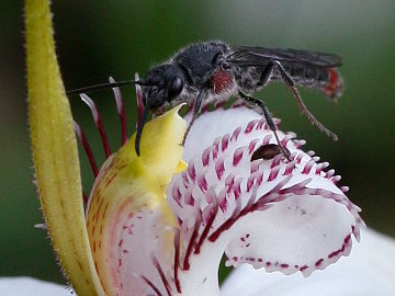 Caladenia longicauda