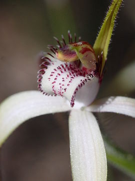 Caladenia longicauda