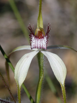 Caladenia longicauda